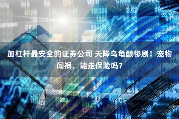 加杠杆最安全的证券公司 天降乌龟酿惨剧！宠物闯祸，能走保险吗？